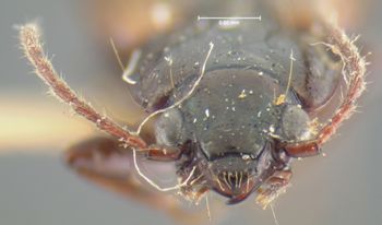 Media type: image;   Entomology 16293 Aspect: head frontal view